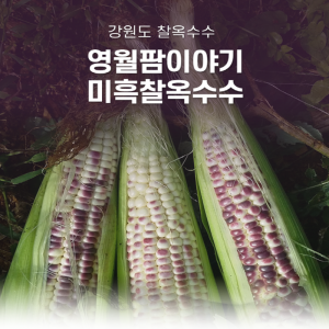 영월 미흑찰옥수수50개,30개 2025년 마지막판매