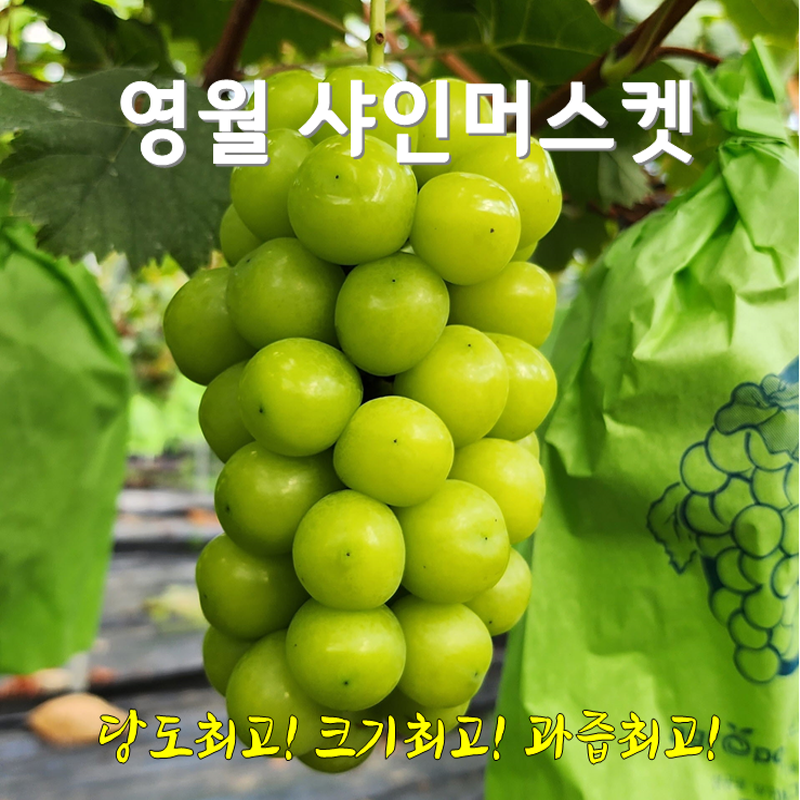 영월팜이야기,[가격할인]영월 샤인머스켓3kg2kg 망고포도 당도크기과즙최고