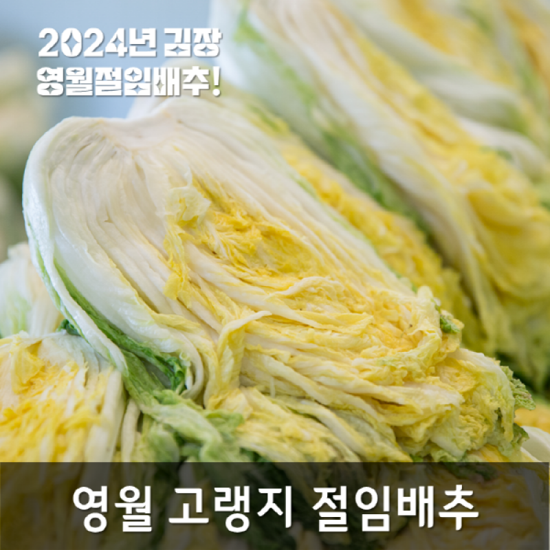 영월팜이야기,[산지직송]영월 고랭지절임배추20kg(8~11포기)