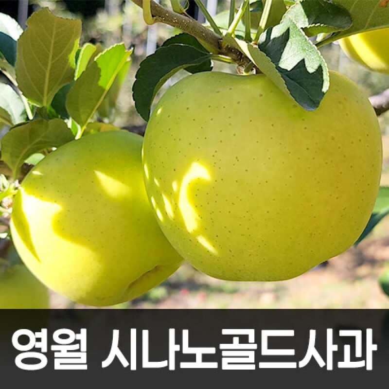 영월팜이야기,[산직배송]영월 시나노골드 사과5kg